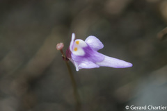 Utricularia geoffrayi