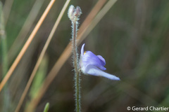 Utricularia hirta