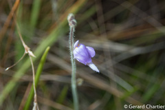 Utricularia hirta