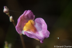 Utricularia punctata