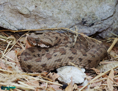 Montivipera latifii