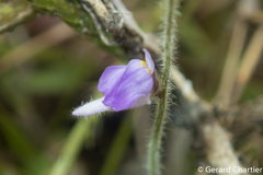 Utricularia hirta