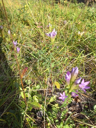 Gentianella austriaca, photograph 6