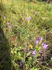 Gentianella austriaca, photograph (c) Michael Andresek, some rights reserved (CC BY)