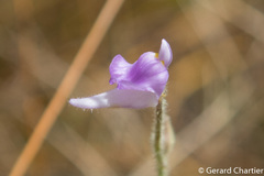Utricularia hirta
