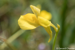 Utricularia odorata