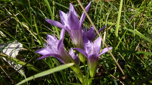 Austrian gentian (Gentianella austriaca)