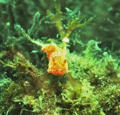 Rostanga arbutus