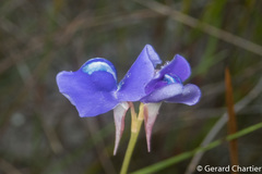 Utricularia delphinioides