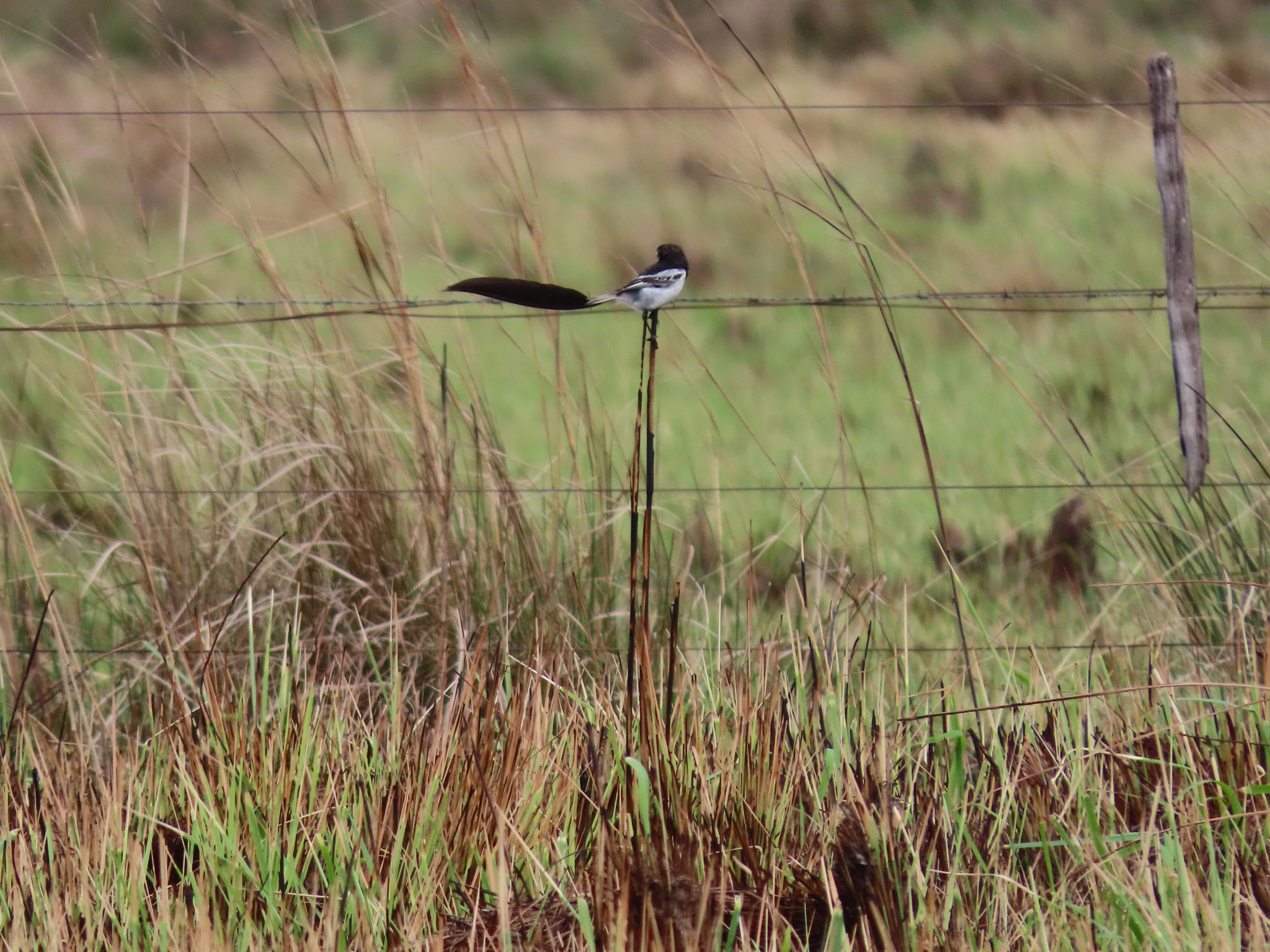 Strange-tailed Tyrant (Alectrurus risora), photo 6
