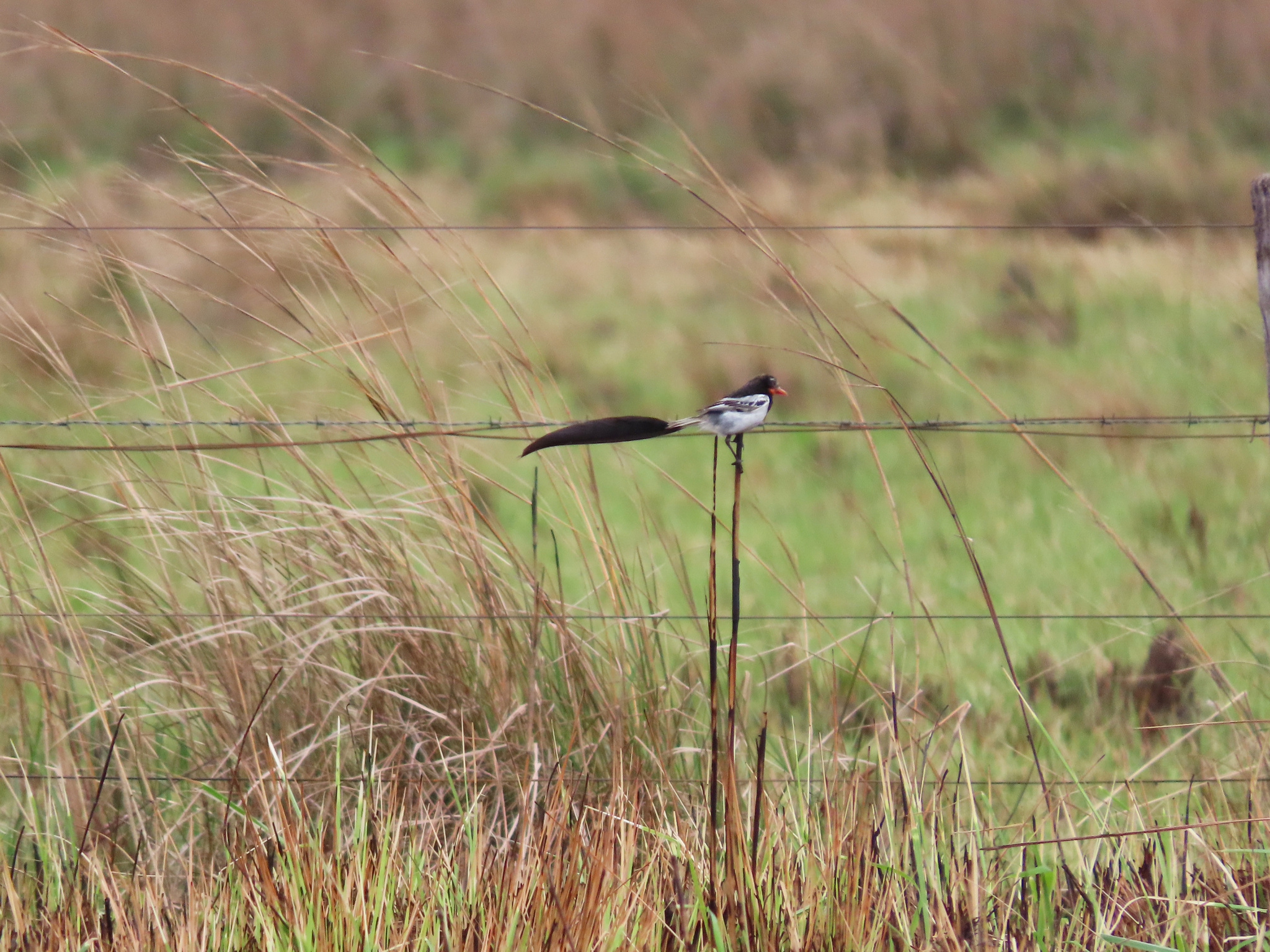 Strange-tailed Tyrant (Alectrurus risora), photo 7