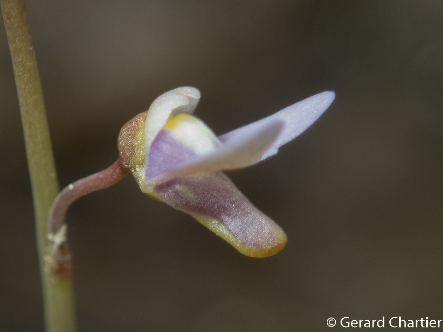Utricularia limosa R.Br.
