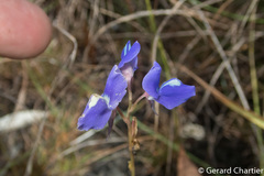 Utricularia delphinioides