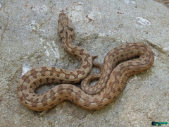 Montivipera latifii