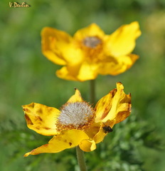 Pulsatilla aurea