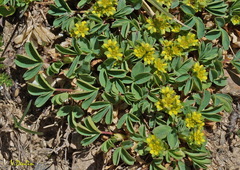 Sibbaldia parviflora