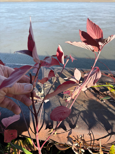red osier dogwood
