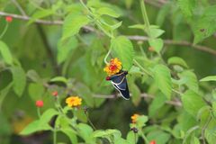Mysoria affinis