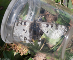 Parnassius actius