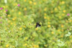 Mysoria affinis