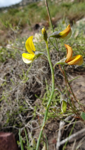 Image of Lebeckia meyeriana by (c) Paul Emms, some rights reserved (CC BY-SA)