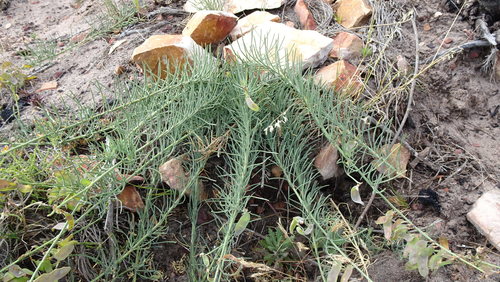 Image of Lebeckia meyeriana by (c) Paul Emms, some rights reserved (CC BY-SA)