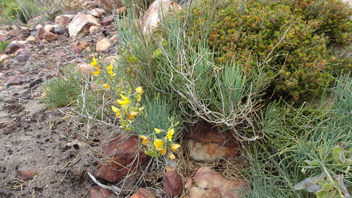 Image of Lebeckia meyeriana by (c) Paul Emms, some rights reserved (CC BY-SA)