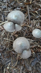 Bolbitius coprophilus