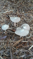 Bolbitius coprophilus