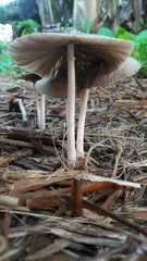 Bolbitius coprophilus