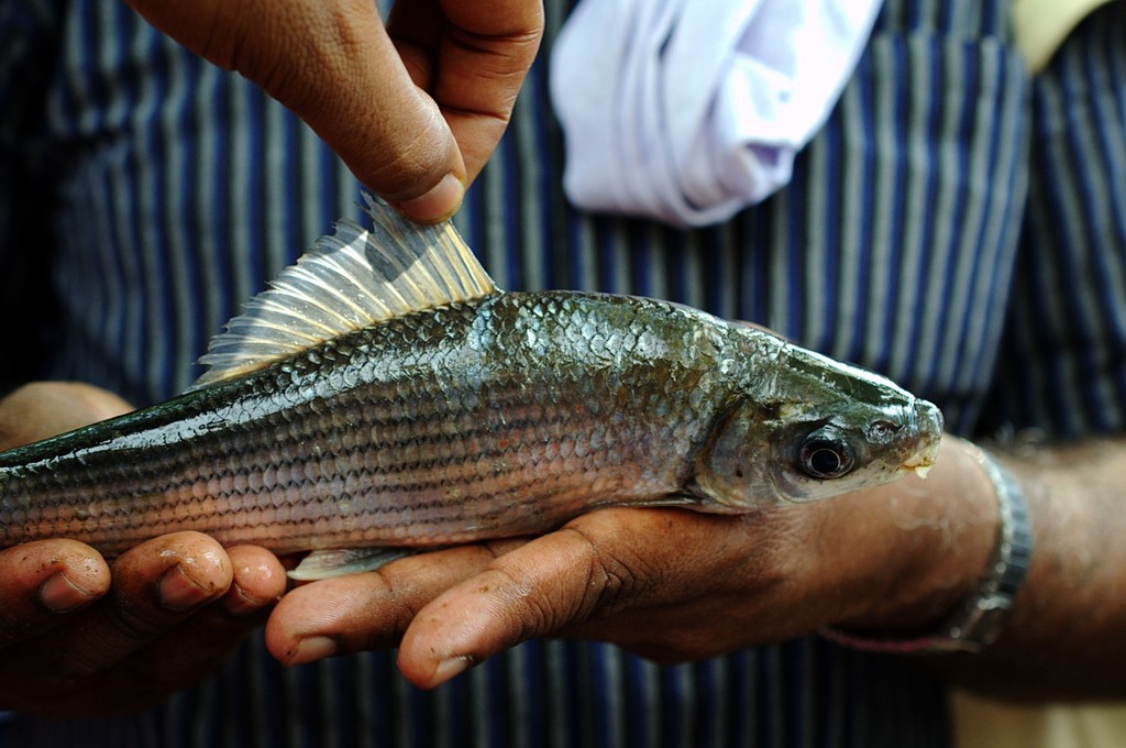 Malabar Labeo
