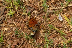 Acraea terpsicore