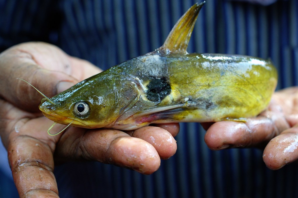 Sun catfish (Horabagrus brachysoma) — Bagridae