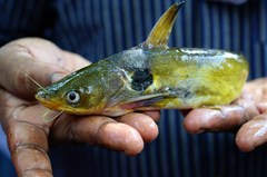 Bulls Eye Catfish photo 3