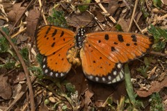 Acraea terpsicore