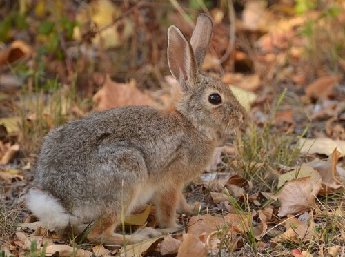 Mountain Cottontail