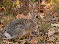 Mountain Cottontail photo 2