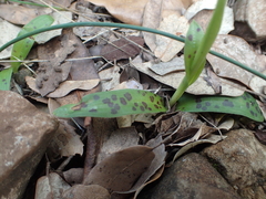Orchis provincialis