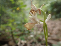 Orchis provincialis