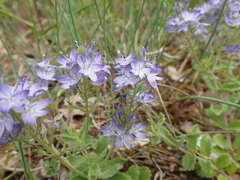 Veronica orsiniana