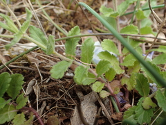 Veronica orsiniana