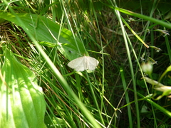 Psammotis pulveralis