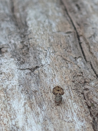 Unknown species found near Berea, KY, USA