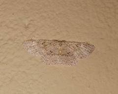 Cyclophora intermixtaria