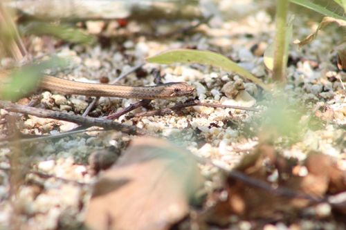 Ridgehead Snake, Manolepis putnami