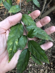 Aphananthe philippinensis