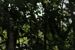 Melanerpes chrysogenys