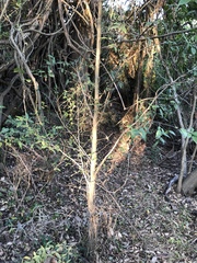 Aphananthe philippinensis