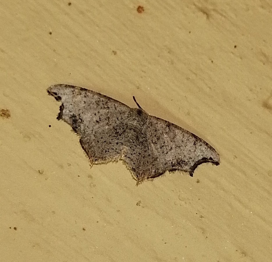 Metorthocheilus excisa