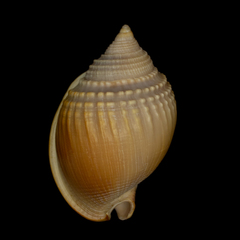 Semicassis semigranosa